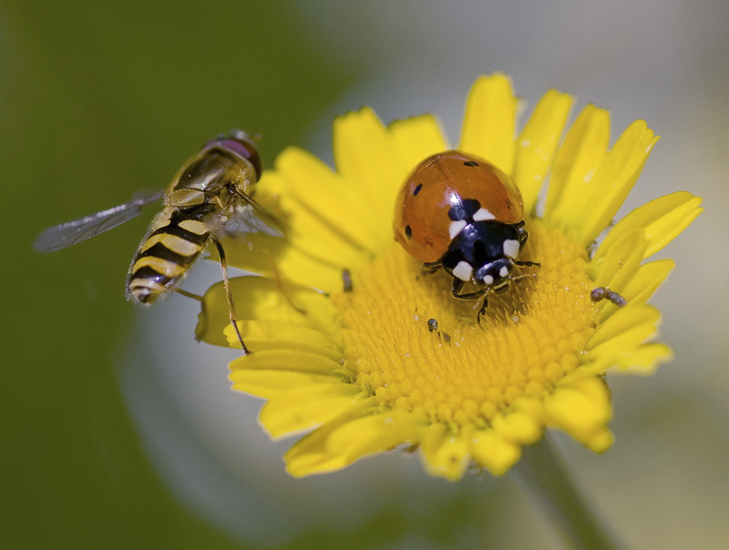 blume-Tiere-D35_4269-als-Smart-Objekt-1 als Smart-Objekt-1.jpg